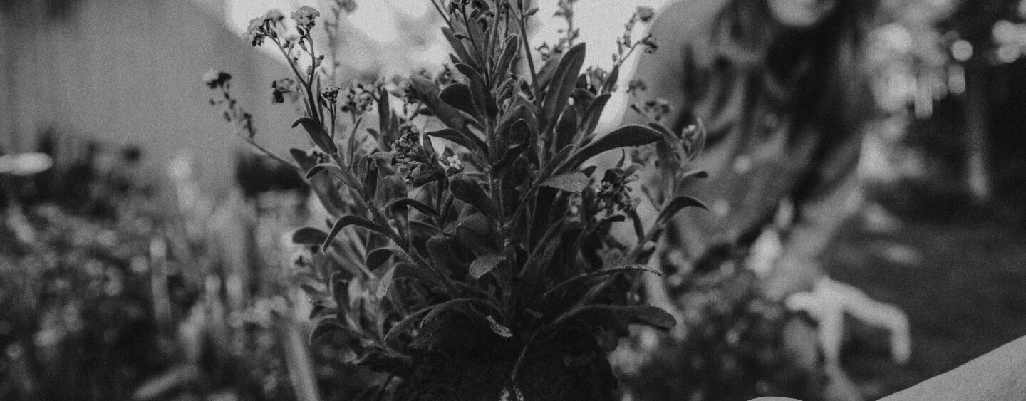 Black and white close up photo of flowers blooming