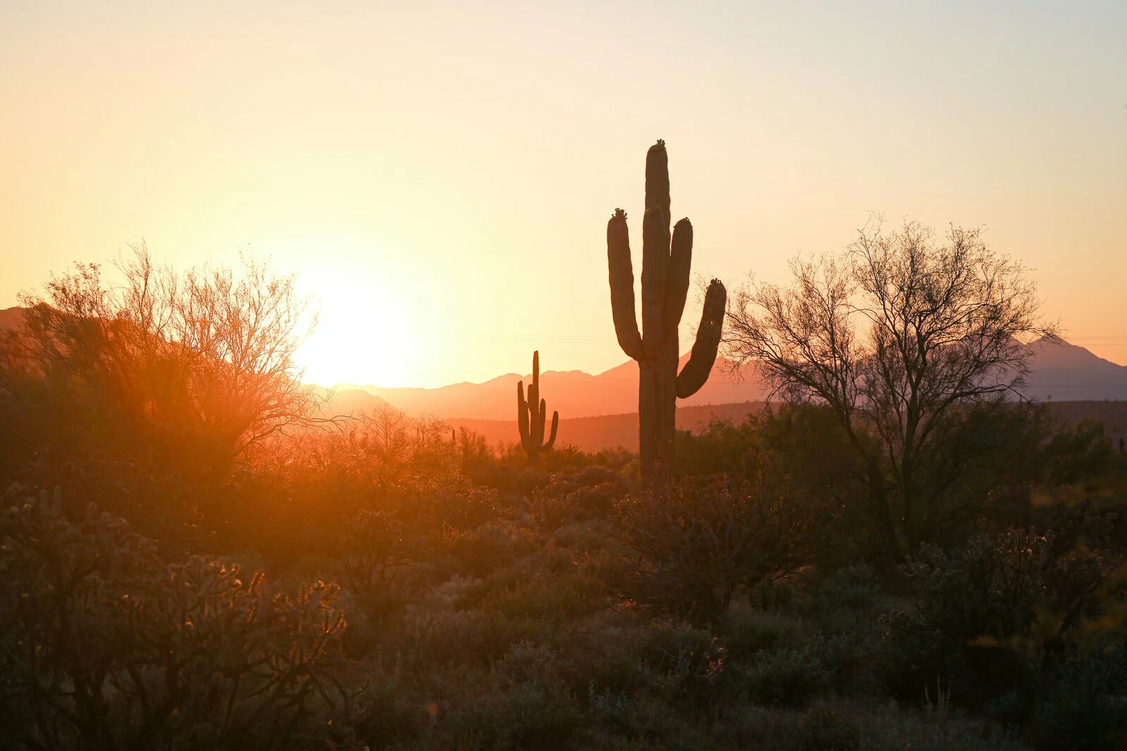 landscape photo of the phoenix desert, cacti and desert brush, mountains in background, photo taken at sunset.